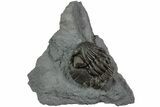 Wide Eldredgeops Trilobite Fossil - Paulding, Ohio #232231-1